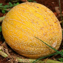 Minnesota Midget Cantaloupe Seeds Vegetable Gardening USA Shipping - £7.72 GBP