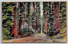 Redwood Highway California Fred Martin Hand Colored Gilded Photo Postcard I30 - $29.95