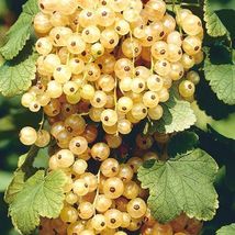 Fresh White Currant Seeds, Professional Pack 100% True Champagne Berry, 20 Seeds - £11.59 GBP