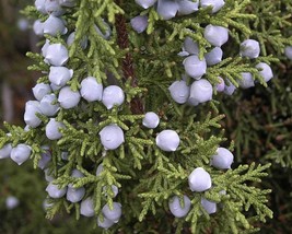 Juniperus Osteosperma (Utah Juniper) 5 seeds - £1.17 GBP