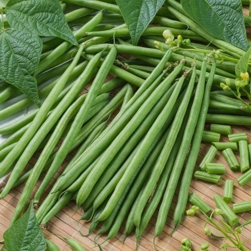 KingStore 50 Seeds Topcrop Green Bean Bush Snap Vegetable Garden Heirloom NonGmo - £12.74 GBP