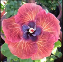 20 pink orange hibiscus seeds hardy flower garden exotic perennial thumb200