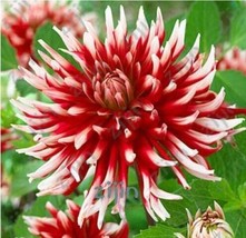 100 seeds Dahlia Flower Seeds Big Blooms Dark Red White Double Petails - £7.06 GBP