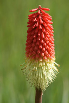 Shipped From Us 100 Torch Lily / Red Hot Poker Tritoma Kniphofia Seeds, LC03 - £16.88 GBP