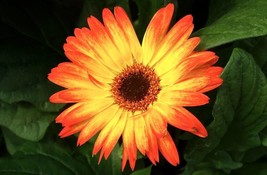 200 Sunburst Gerbera Daisy Seeds US Seller Fast Shipping - £4.23 GBP