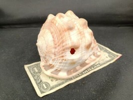 5&quot; Exotic Footed Conch Shell - £9.47 GBP