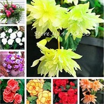 Goodidea 100PCS Begonia Bonsai Seeds Mixed Red White Orange Purple Orange Yellow - £6.51 GBP