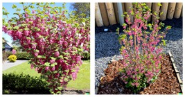 Red Flowering Currant Shrub Seeds (Ribes sanguineum) Ornamental Hedge 20... - £14.90 GBP
