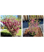 Red Flowering Currant Shrub Seeds (Ribes sanguineum) Ornamental Hedge 20... - £14.93 GBP
