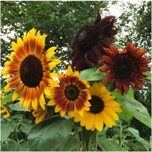 100 Autumn Beauty Sunflower Seeds Organic USA Garden - £5.83 GBP