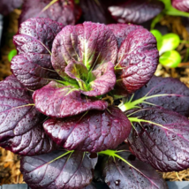 Purple Lady Bok Choy 1200 PCS Seeds - $9.71