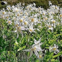 US Seller 10 White Avalanche Lily Erythronium Montanum Native Alpine Flower Seed - £10.66 GBP