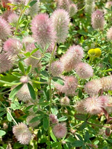 Rabbit&#39;S Foot Clover 200 Seeds Trifolium Arvense Fuzzy Bunnies - $6.04