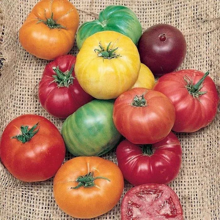 120 Rainbow Beefsteak Mix Tomato Seeds Organic Fresh Gardening - $204.22 MXN