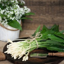 Best Seeds 10 Ramsons Wild Bear Garlic Allium Ursinum Vegetable Herb White Flowe - $14.90