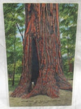 Knopp Postcard Santa Cruz CA 25 Mother Tree Tallest Tree in Big Basin St... - £2.33 GBP