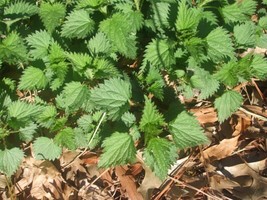 SR12Store 200 Stinging Nettle Urtica Dioica Seeds Medicinal Plant Organically Gr - £6.47 GBP