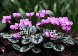 Purplish Red Cyclamen Flower, 50 Seeds D - £12.83 GBP