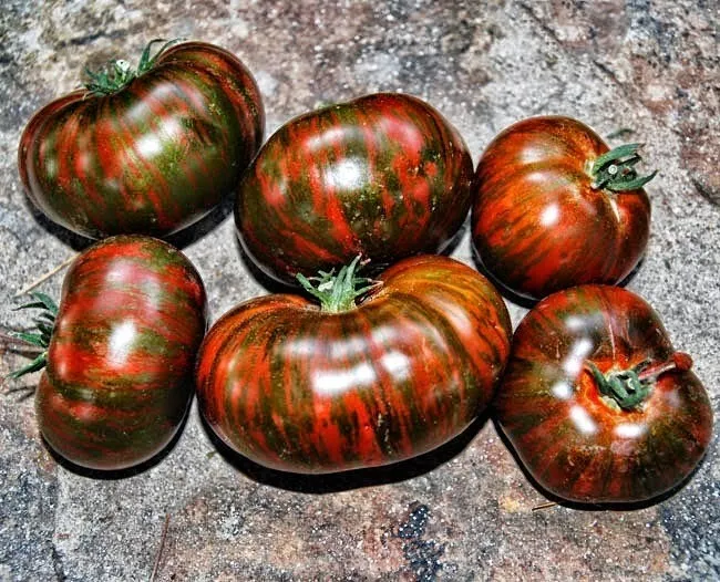 BPASTORE 120 Chocolate Stripe Tomato Heirloom Organic Seeds Online - $9.44