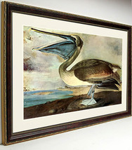Large Great-footed Hawk Peregrine Falcon Audubon Bird Print Framed 25x20 - £90.60 GBP