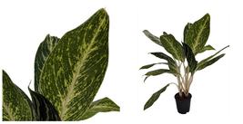 Golden Madonna Chinese Evergreen - Aglaonema - 5&quot; Pot - C2 - £62.05 GBP