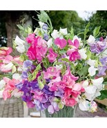 RD 50+ Everlasting Mix Sweet Pea Seeds for Garden Planting  - $7.21 CAD
