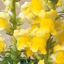 30 Antirrhinum Sonnet Yellow Snapdragon Long Lasting Annual Flower Seeds Gardeni - £7.72 GBP