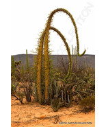 AW Boojum Tree Fouquieria Columnaris Cirio Ocotillo Flowering Succulent ... - $21.98