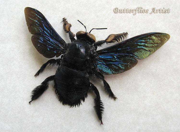 Brush Legs Rainbow Real Bee Xylocopa Latipes Male Entomology Collectible... - $54.99