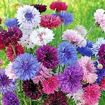 500 Tall Cornflower Bachelor Button Mixed Seeds Wildflower Cut Dried Flowers Pat - $12.75