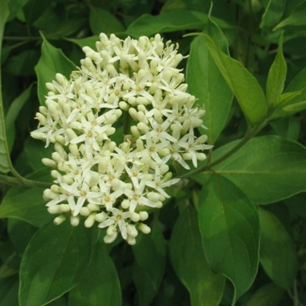 SILKY DOGWOOD Cornus Amomum - 15 SEEDS.  - $13.97