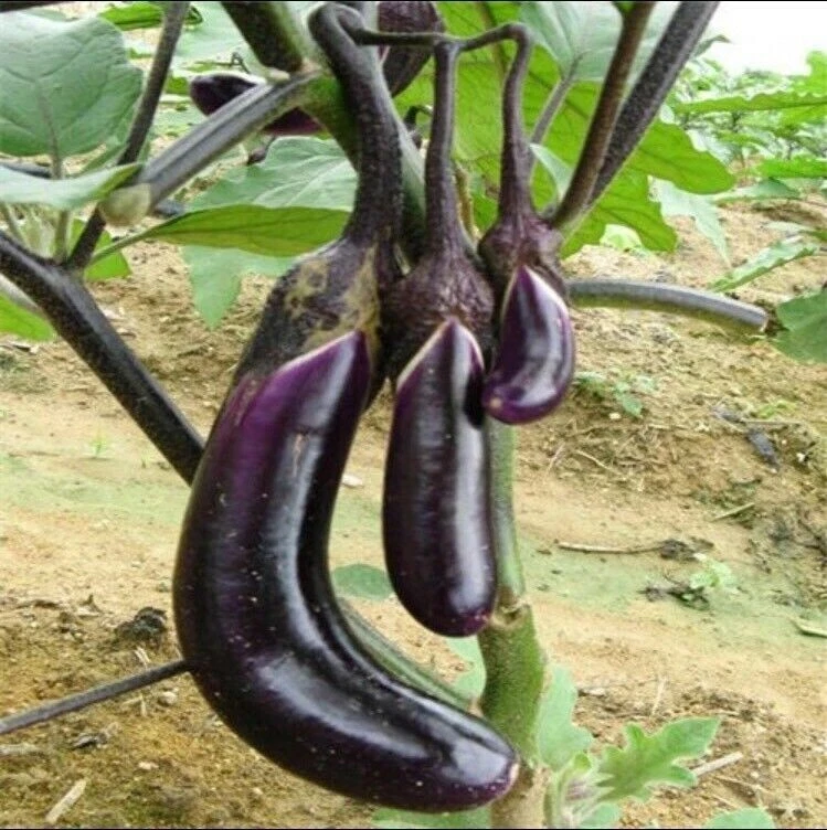Organic 50 Pcs Black Eggplant Seeds Green Vegetable For Garden Planting - $3.83