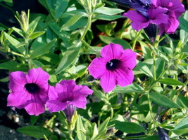 35 Seeds Petunia Wild Purple Flower Fragrant Fast Plant Heirloom Seeds Instant B - £6.84 GBP