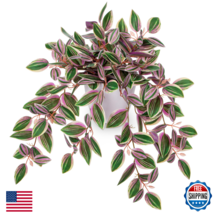 Briful Faux Potted Watermelon Peperomia Plant, 17.7" Tall, Realistic Ind... - $42.04