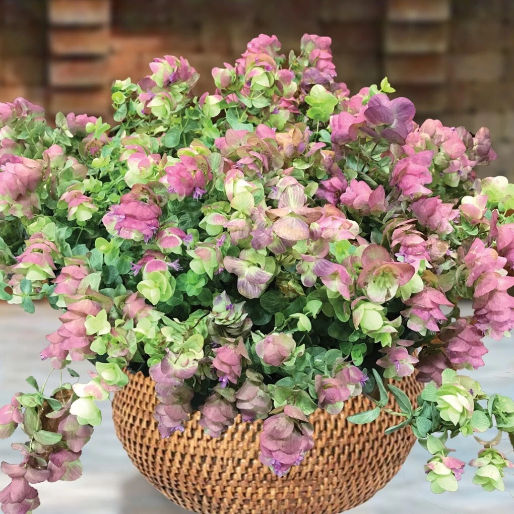 15+ seeds Ornamental Oregano Kirigami house plant  garden flowers - $11.39