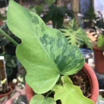 Real Pict Philodendron Radiatum Variegated Free Phytosanitary Certificate - £109.43 GBP