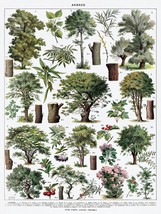 13689.Decoration Poster.Vintage Wall interior art design.Botanic Tree chart - $23.97 CAD+