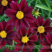 The Rarest Mercury Rising Coreopsis Dark Red Cosmos Flower Seeds Professional Pa - £5.42 GBP