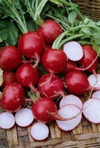 Fresh Seeds USA 100 Champion Radish Seeds - Heirloom - Organic - NON GMO -- FRES - £3.71 GBP