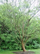  25 Chinese Elm Seeds Ulmus Parvifolia - £7.73 GBP