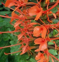 Hedychium Coccineum Red Butterfly Ginger Scarlet Gingerlily 5 Seeds USA Garden - £20.62 GBP