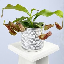 15 Seeds Tropical Pitcher Plant St Gaya House Plant Flowers Beautiful Garden Fre - $12.49