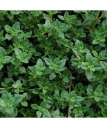 Thyme Common (English) 200 - 28K Seeds Culinary Herbs Hardy, tolerant, t... - $2.09+