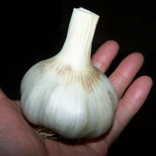 100 German Giant Garlic Seeds Bulb Seed Organic Natural Home Vegetable Garden - $10.45