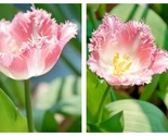 50 Seeds Pink Frill Tulip Flower Garden - $34.93