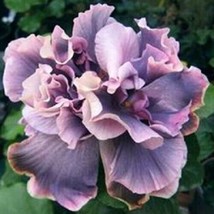 New Fresh Seeds 20 Double Gray Purple Seeds Flowers Flower Seed Perennial Bloom - $9.98