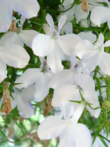 Sale 200 Seeds White Lobelia Regatta Erinus Flower USA - £7.78 GBP