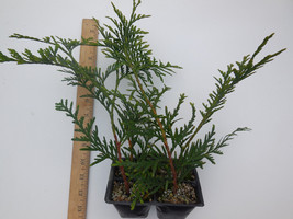 GREEN GIANT THUJA (Cedar/ Arborvitae) 8-12 INCHES TALL- 4 potted plants - £30.32 GBP