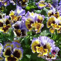 PPA 200+ Frizzle Sizzle Yellow-Blue Swirl Pansy (Viola) Seeds  - £5.55 GBP