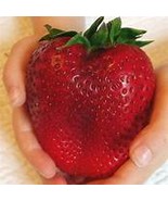 BELLFARM Super Giant Japan Red Strawberry Organic 100pcsSeeds, Item NO: ... - £8.94 GBP